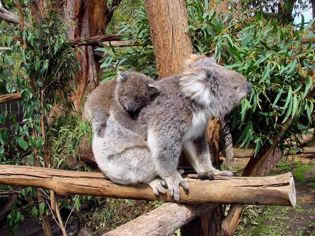 Juvenile koala with mother, Tasmania