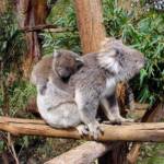 Juvenile koala with mother, Tasmania