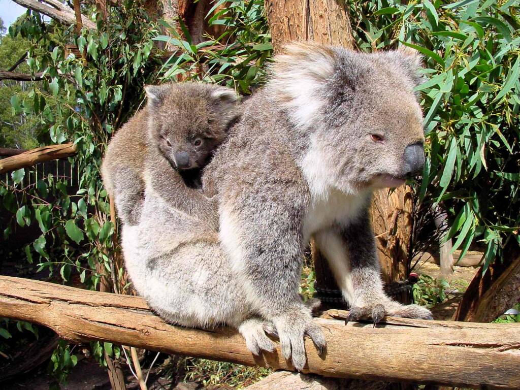 Juvenile koala with mother, Tasmania