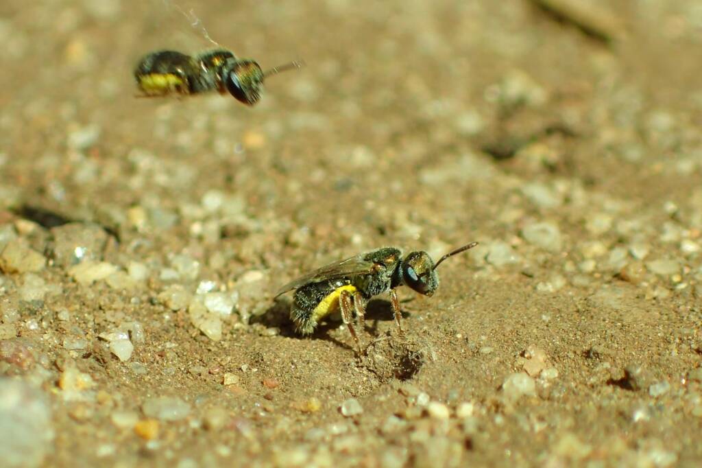 Lasioglossum (Homalictus) urbanus, Geraldton, Midwest WA © Gary Taylor