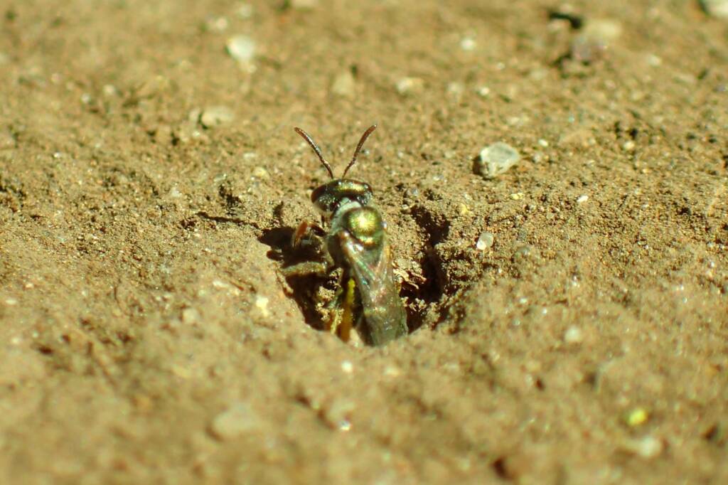 Lasioglossum (Homalictus) urbanus, Geraldton, Midwest WA © Gary Taylor