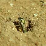 Lasioglossum (Homalictus) urbanus, Geraldton, Midwest WA © Gary Taylor