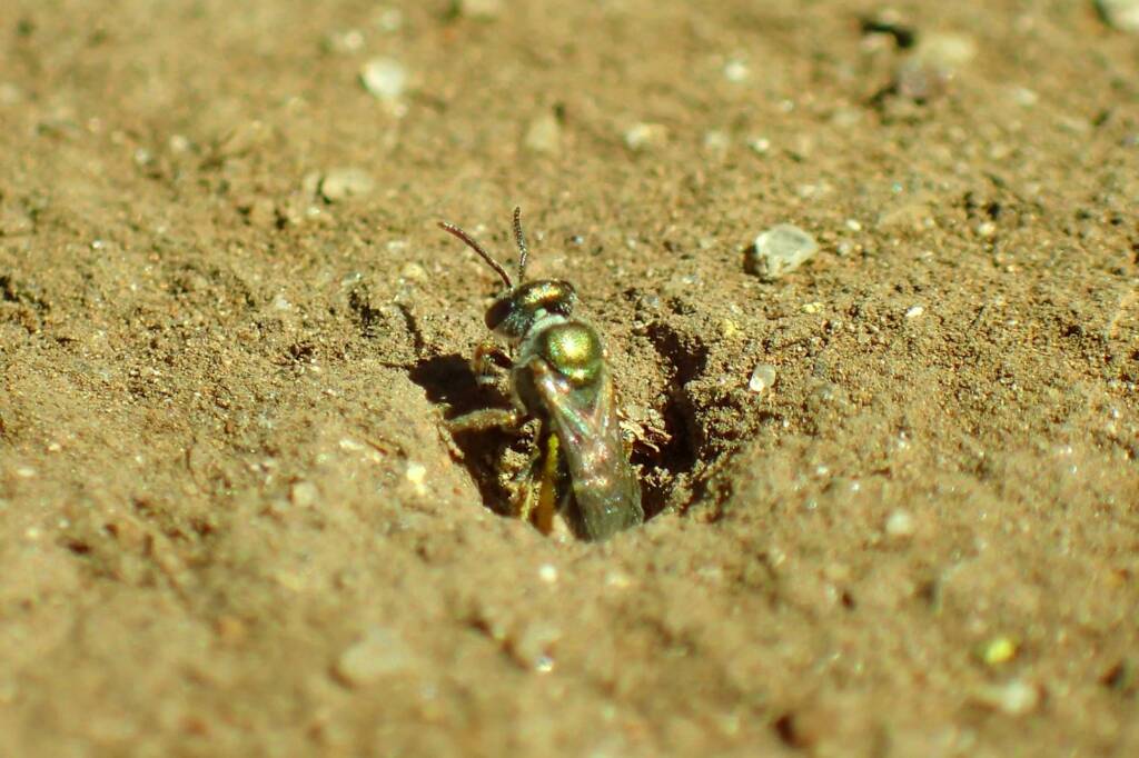 Lasioglossum (Homalictus) urbanus, Geraldton, Midwest WA © Gary Taylor