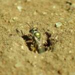 Lasioglossum (Homalictus) urbanus, Geraldton, Midwest WA © Gary Taylor