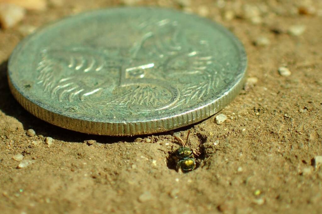 Lasioglossum (Homalictus) urbanus, Geraldton, Midwest WA © Gary Taylor