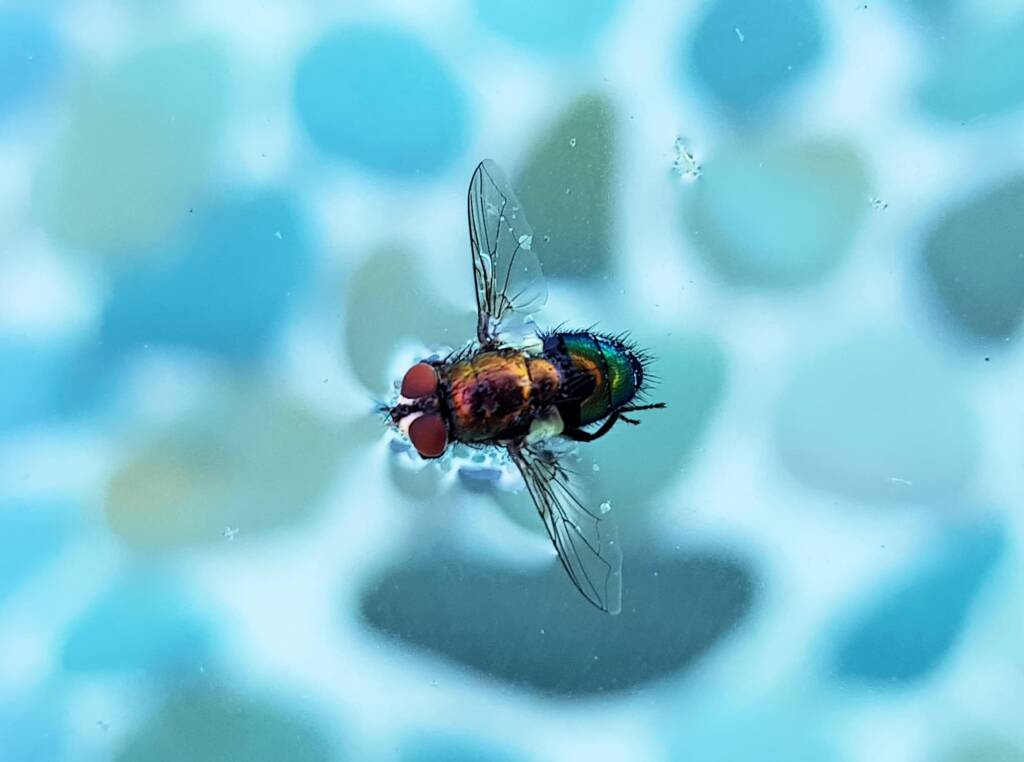 Lucilia cuprina (Australian Sheep Blowfly), Alice Springs NT