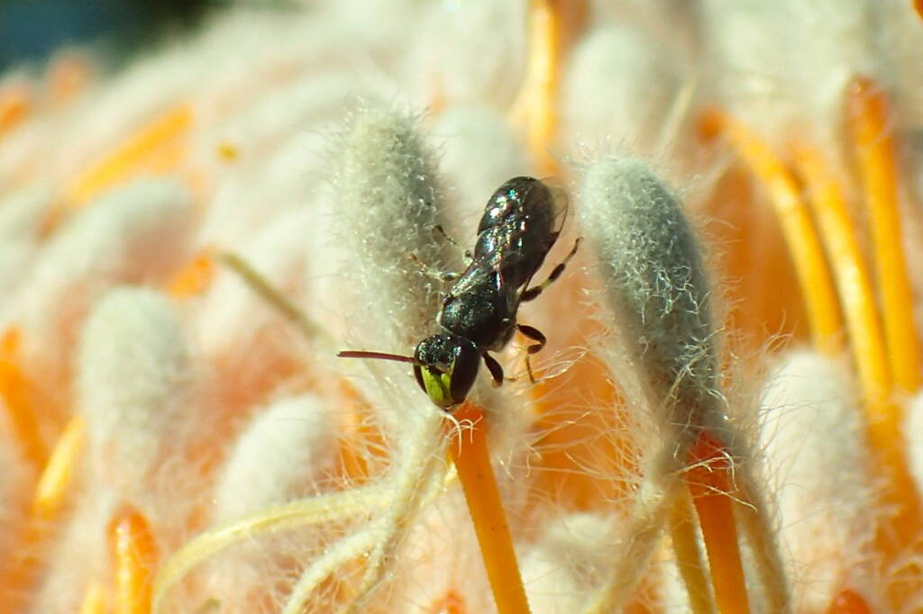 Male Hylaeus, genus Dunnoae (on Banksia), Geraldton, Midwest WA © Gary Taylor