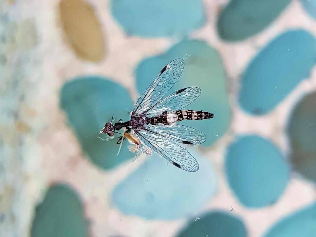 Mantispidae Lacewing, Alice Springs NT