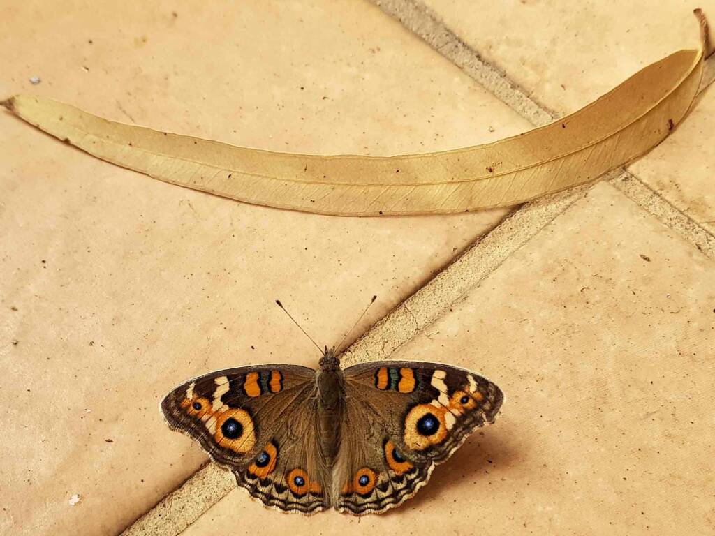 Meadow Argus Butterfly (Junonia villida calybe), Alice Springs NT
