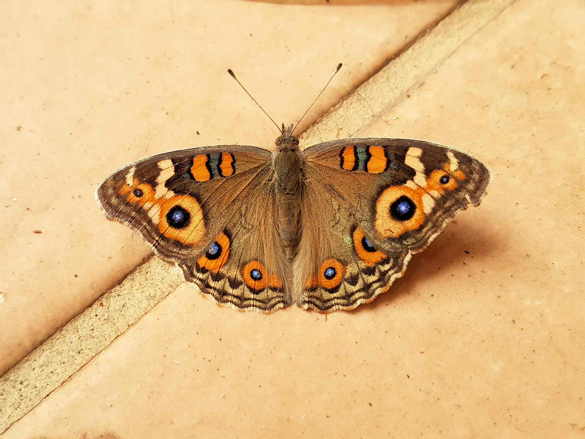 Meadow Argus Butterfly (Junonia villida calybe), Alice Springs NT