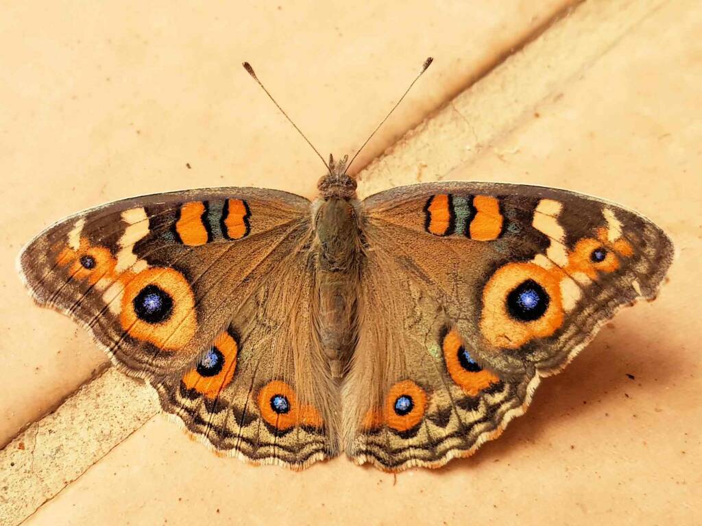 Meadow Argus Butterfly (Junonia villida calybe), Alice Springs NT
