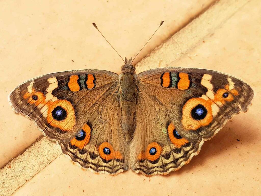 Meadow Argus Butterfly (Junonia villida calybe), Alice Springs NT
