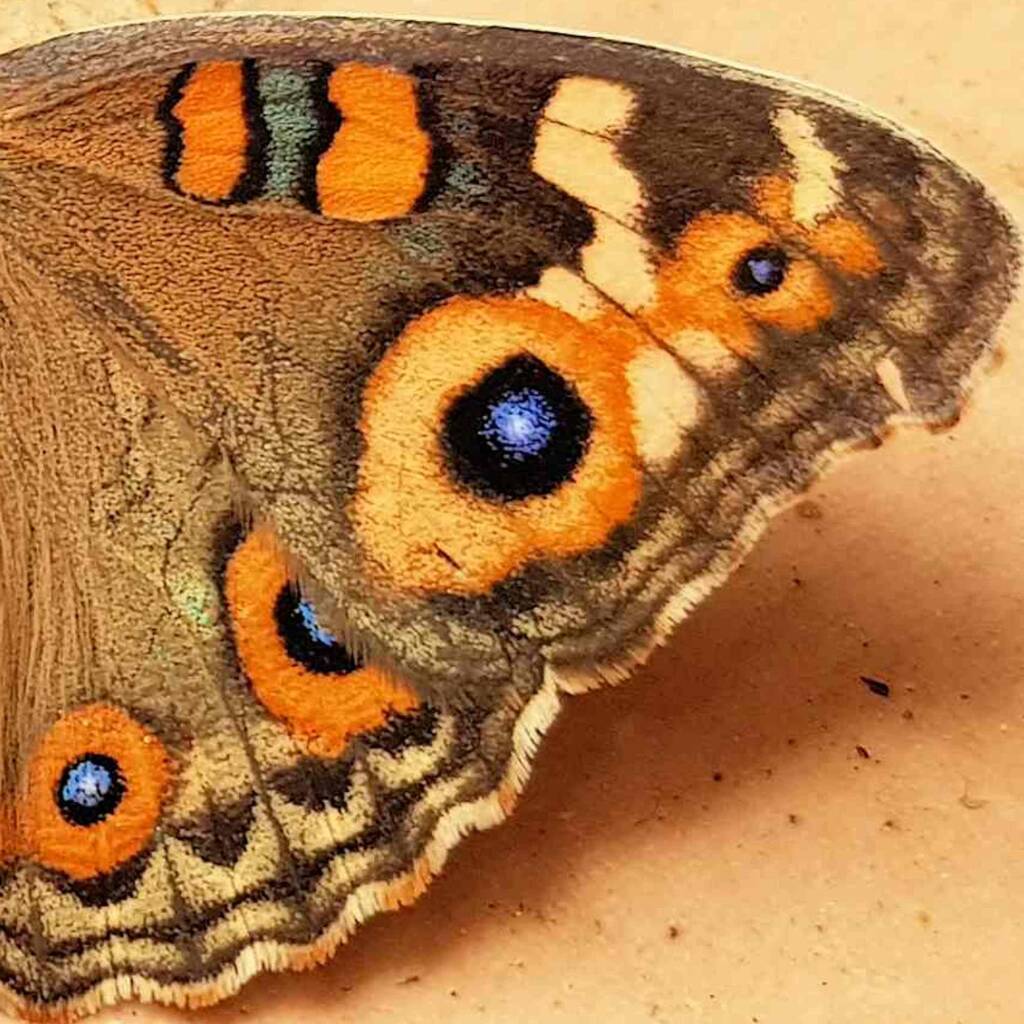 Meadow Argus Butterfly (Junonia villida calybe), Alice Springs NT