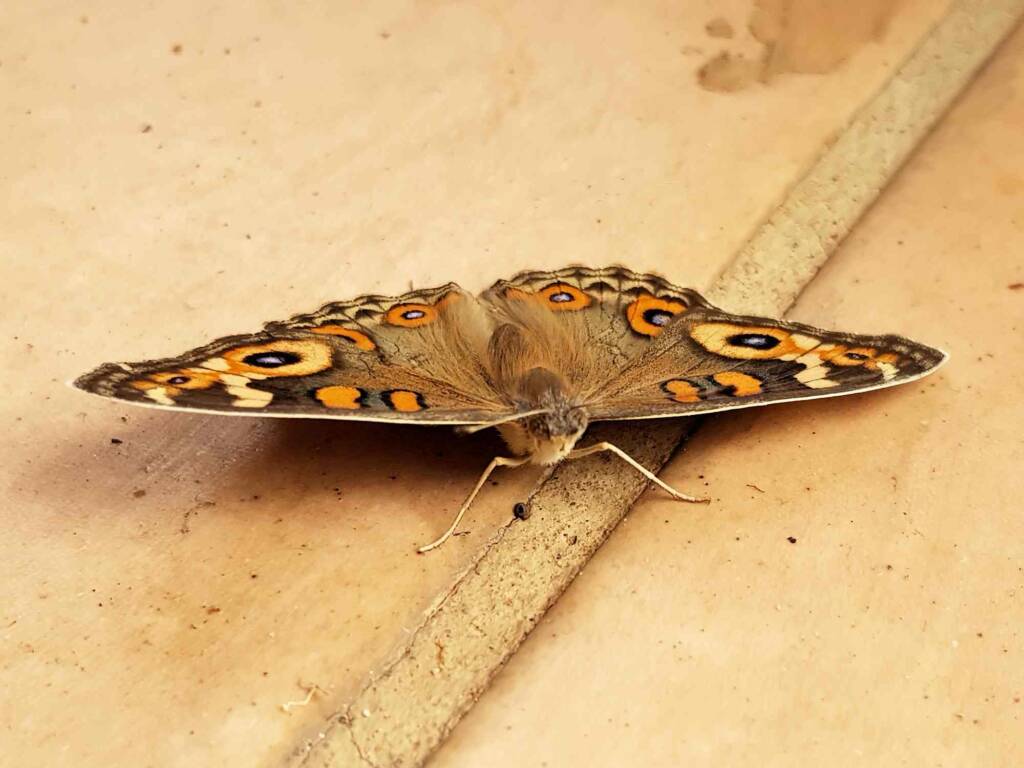 Meadow Argus Butterfly (Junonia villida calybe), Alice Springs NT