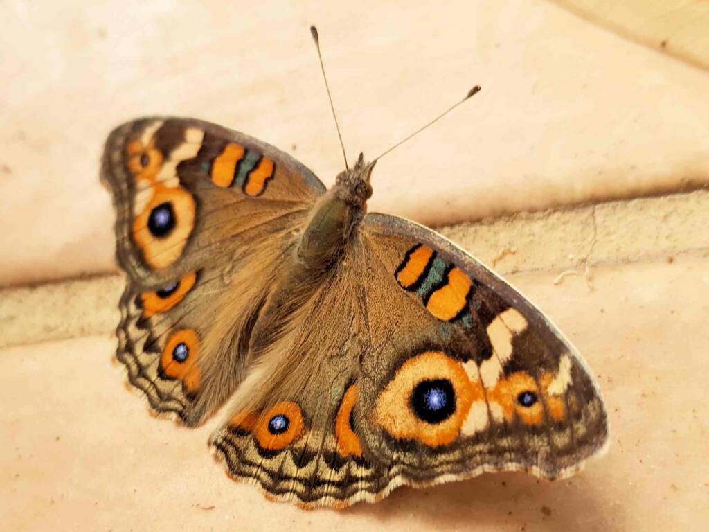 Meadow Argus Butterfly (Junonia villida calybe), Alice Springs NT