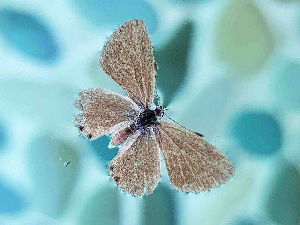Two-spotted Line Blue (Nacaduba biocellata), Alice Springs NT