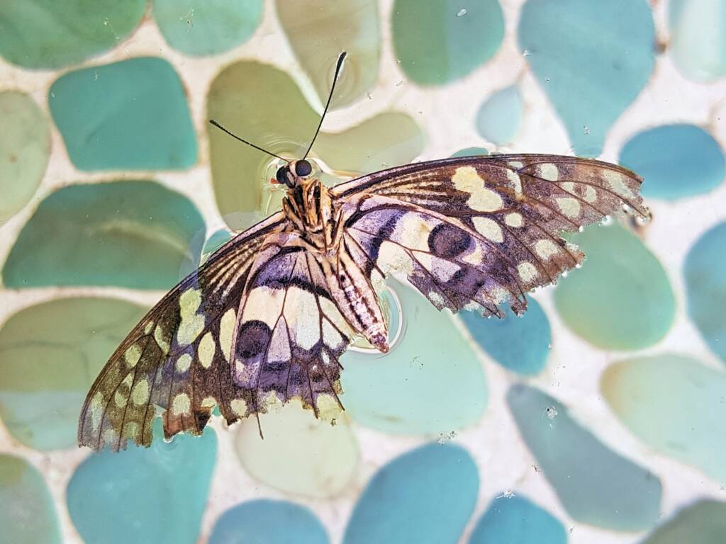 Papilio demoleus (Chequered Swallowtail), Alice Springs NT