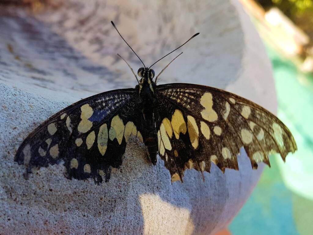 Papilio demoleus (Chequered Swallowtail), Alice Springs NT