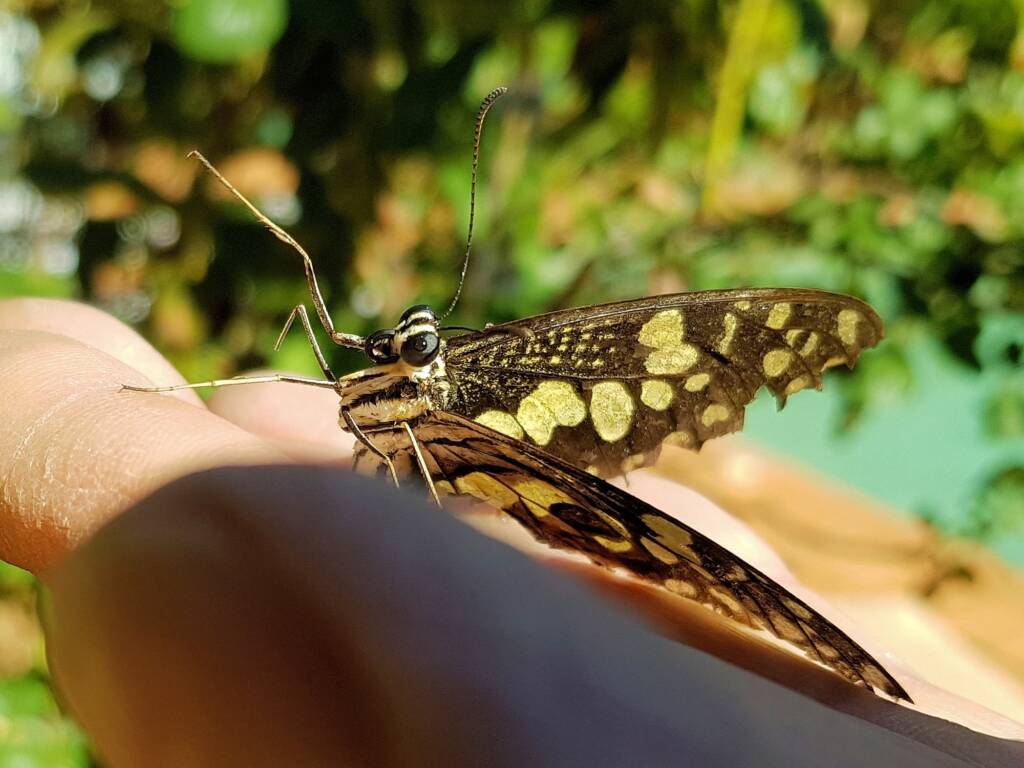 Papilio demoleus (Chequered Swallowtail), Alice Springs NT