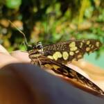 Papilio demoleus (Chequered Swallowtail), Alice Springs NT
