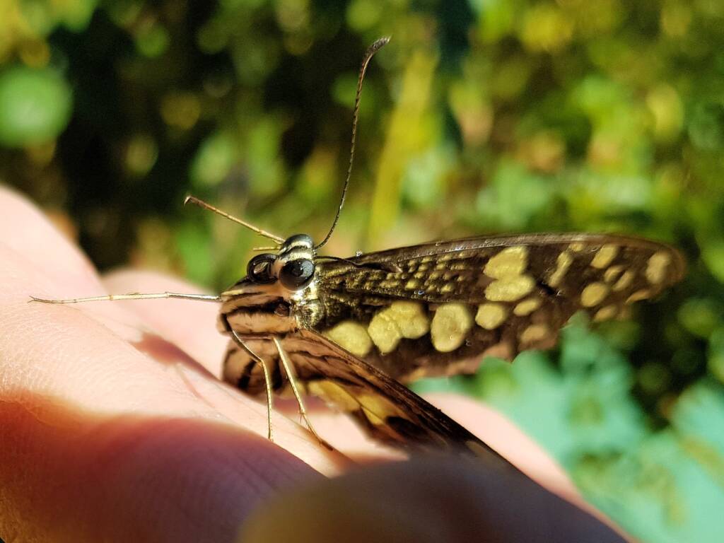Papilio demoleus (Chequered Swallowtail), Alice Springs NT
