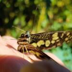 Papilio demoleus (Chequered Swallowtail), Alice Springs NT