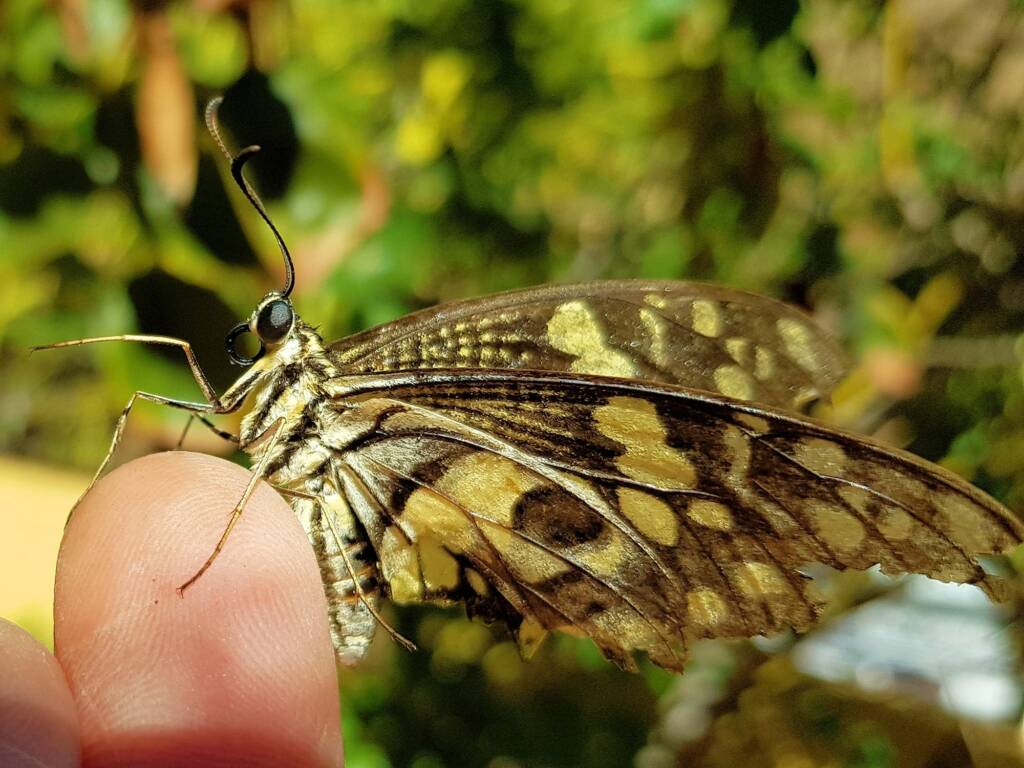 Papilio demoleus (Chequered Swallowtail), Alice Springs NT