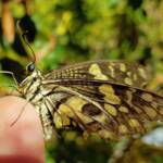 Papilio demoleus (Chequered Swallowtail), Alice Springs NT