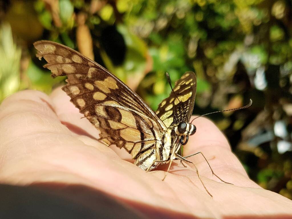 Papilio demoleus (Chequered Swallowtail), Alice Springs NT