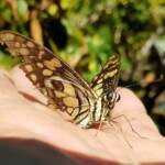 Papilio demoleus (Chequered Swallowtail), Alice Springs NT