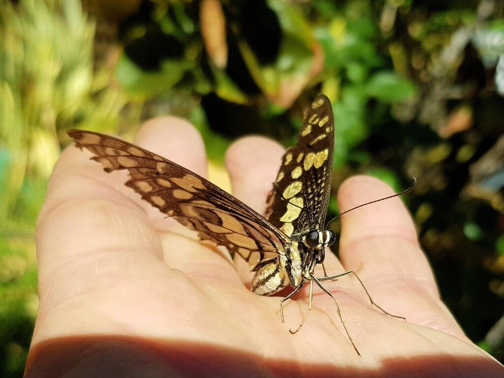 Papilio demoleus (Chequered Swallowtail), Alice Springs NT