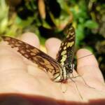 Papilio demoleus (Chequered Swallowtail), Alice Springs NT