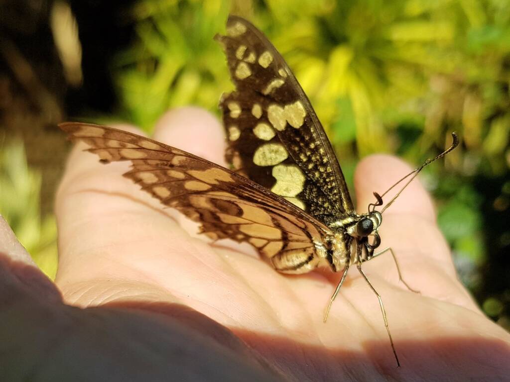 Papilio demoleus (Chequered Swallowtail), Alice Springs NT