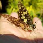 Papilio demoleus (Chequered Swallowtail), Alice Springs NT