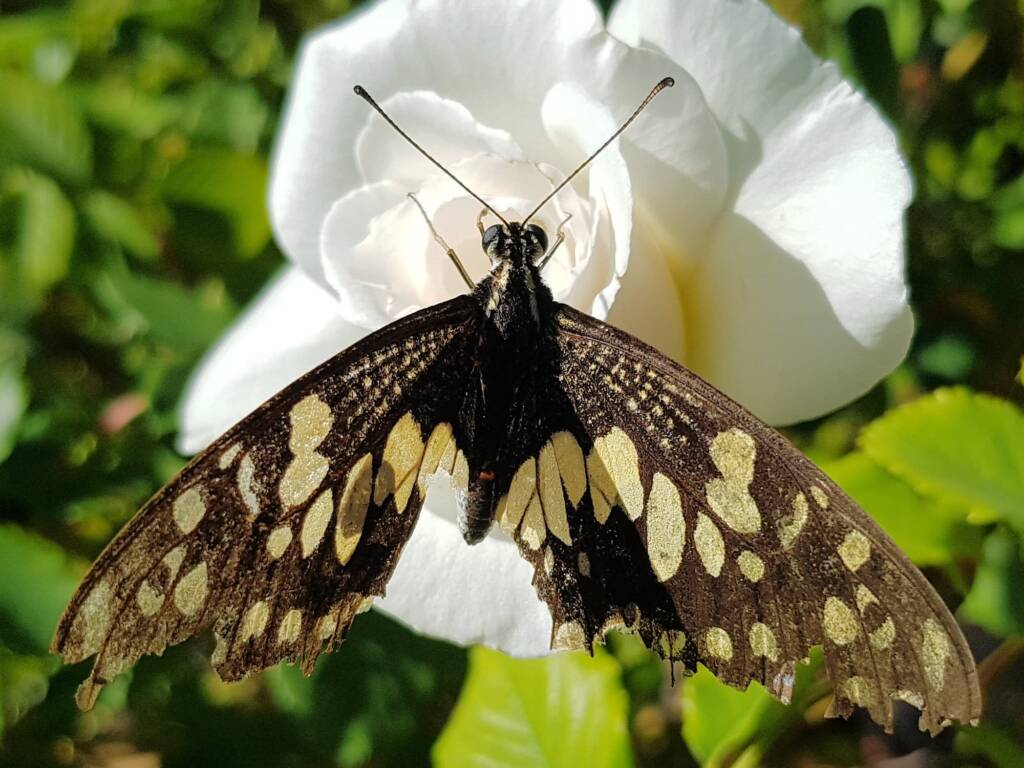 Papilio demoleus (Chequered Swallowtail), Alice Springs NT