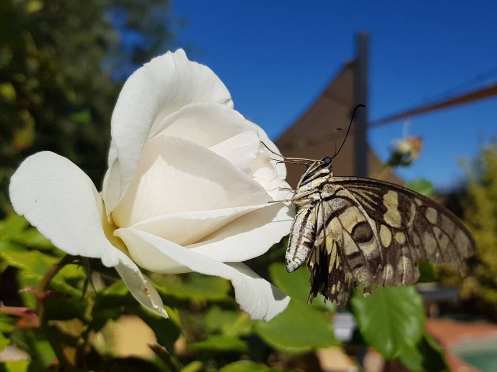 Papilio demoleus (Chequered Swallowtail), Alice Springs NT