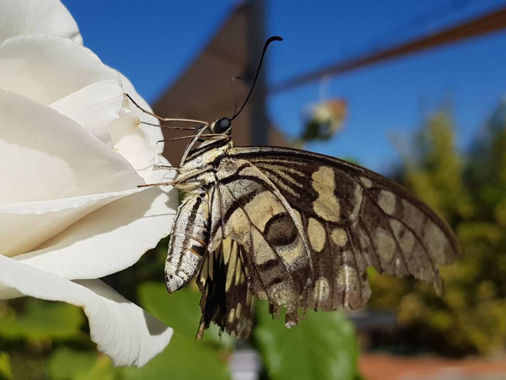 Papilio demoleus (Chequered Swallowtail), Alice Springs NT