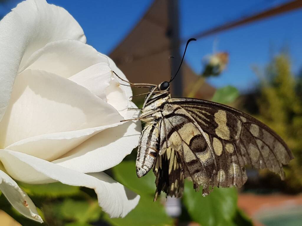 Papilio demoleus (Chequered Swallowtail), Alice Springs NT