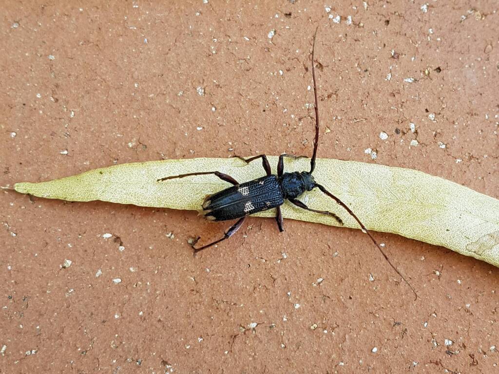 Phoracantha punctata (Longhorn Beetle), Alice Springs NT