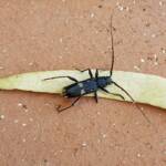 Phoracantha punctata (Longhorn Beetle), Alice Springs NT