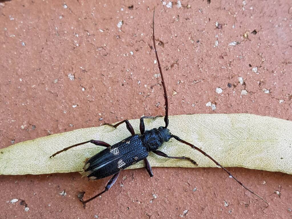Phoracantha punctata (Longhorn Beetle), Alice Springs NT