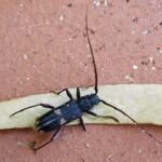 Phoracantha punctata (Longhorn Beetle), Alice Springs NT