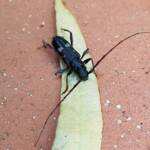 Phoracantha punctata (Longhorn Beetle), Alice Springs NT
