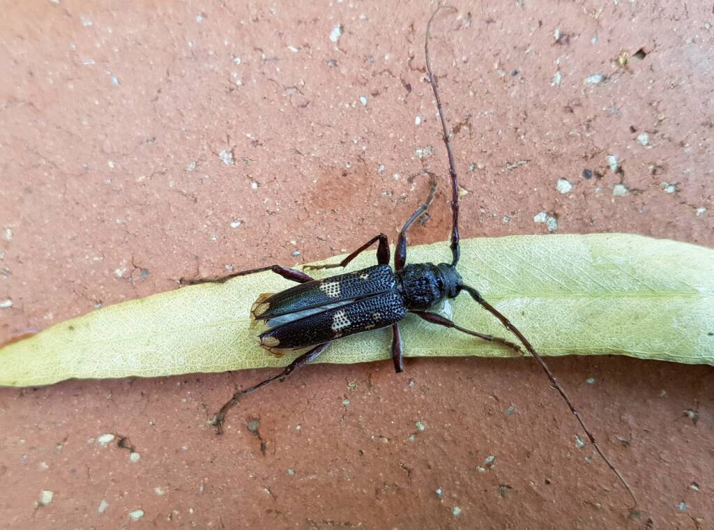 Phoracantha punctata (Longhorn Beetle), Alice Springs NT