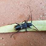 Phoracantha punctata (Longhorn Beetle), Alice Springs NT