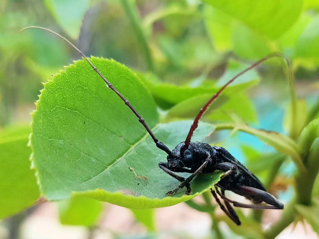 Phoracantha punctata (Longhorn Beetle), Alice Springs NT