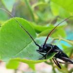 Phoracantha punctata (Longhorn Beetle), Alice Springs NT