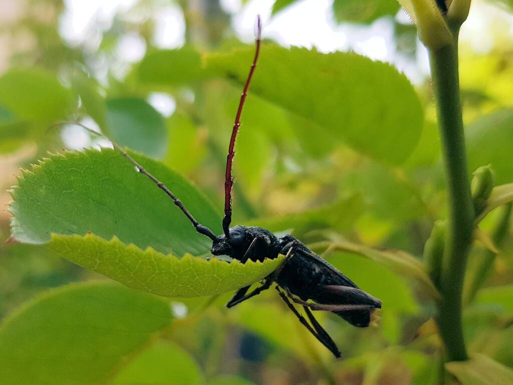 Phoracantha punctata (Longhorn Beetle), Alice Springs NT