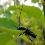 Phoracantha punctata (Longhorn Beetle), Alice Springs NT