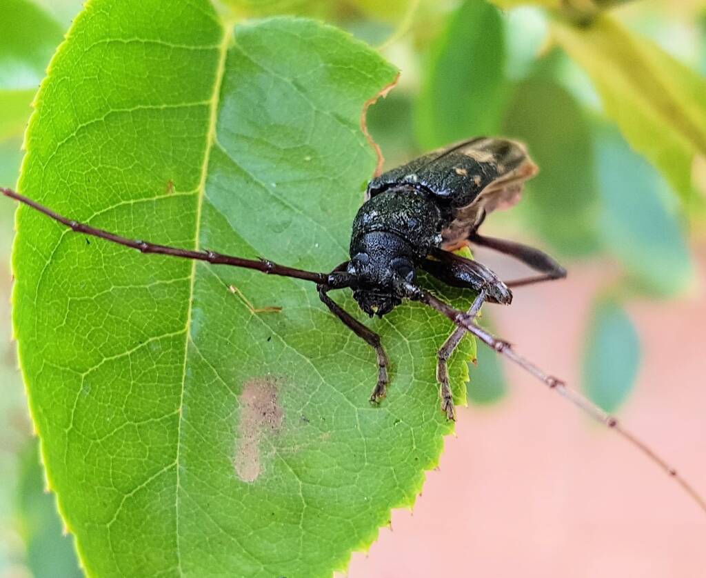 Phoracantha punctata (Longhorn Beetle), Alice Springs NT
